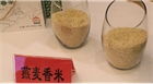 【產(chǎn)業(yè)】?jī)?nèi)蒙古民豐助力打造“中國燕麥之鄉(xiāng)”